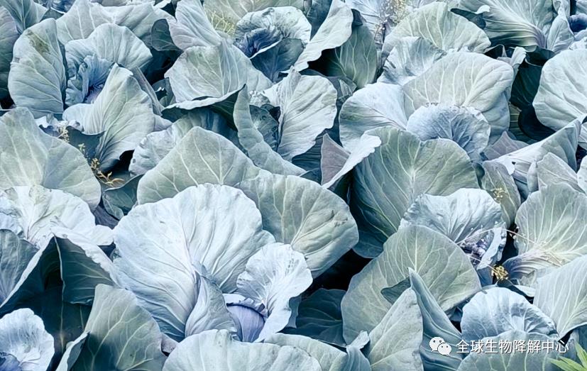 祉坤生物降解地膜让甘蓝在四个月最高增产达13%