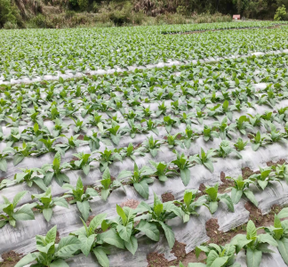 烟草应用